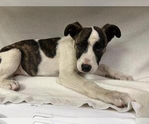 American Pit Bull Terrier-Unknown Mix Dogs for adoption in HESPERIA, CA, USA