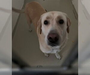 Labrador Retriever Dogs for adoption in Fremont, CA, USA