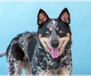 Australian Shepherd Dogs for adoption in Pasadena, CA, USA