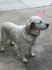 Golden Retriever Dogs for adoption in Lancaster, PA, USA