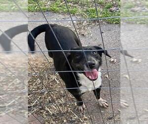Border Collie-Unknown Mix Dogs for adoption in Plano, TX, USA