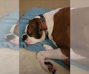 Boxer Dogs for adoption in Woodbury, MN, USA