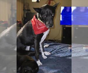 Labrador Retriever-Unknown Mix Dogs for adoption in Las Vegas, NV, USA