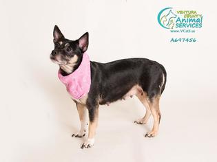 Rat Terrier Dogs for adoption in Camarillo, CA, USA