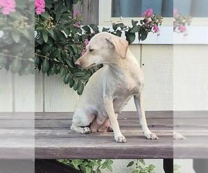Chihuahua-Unknown Mix Dogs for adoption in San Antonio, TX, USA