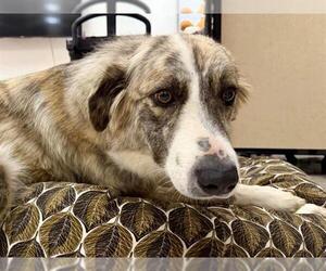 Anatolian Shepherd-Unknown Mix Dogs for adoption in Santa Rosa, CA, USA