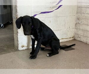Labrador Retriever-Unknown Mix Dogs for adoption in San Bernardino, CA, USA