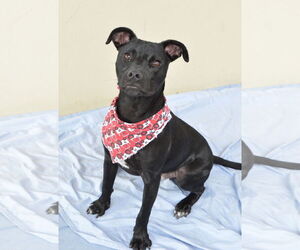 American Pit Bull Terrier-Unknown Mix Dogs for adoption in McKinney, TX, USA