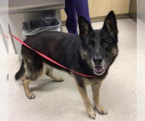 German Shepherd Dog Dogs for adoption in Riverside, CA, USA