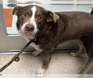 Australian Shepherd Dogs for adoption in Plano, TX, USA