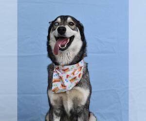 Siberian Husky Dogs for adoption in Bakersfield, CA, USA