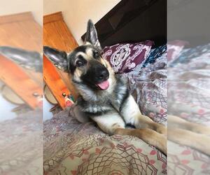 German Shepherd Dog Dogs for adoption in San Antonio, TX, USA