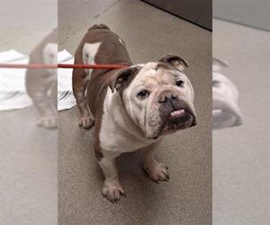 Bulldog-Unknown Mix Dogs for adoption in Las Vegas, NV, USA