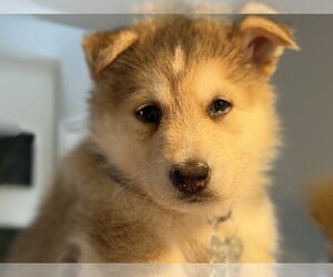 Siberian Husky-pomeranian spitz Mix Dogs for adoption in Holly Springs, NC, USA