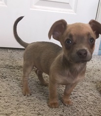 Chiweenie Dogs for adoption in Mission Viejo, CA, USA