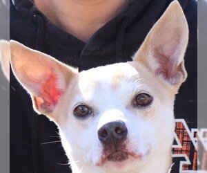Chihuahua-Ibizan Hound Mix Dogs for adoption in Yardley, PA, USA
