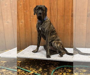 Mastiff Dogs for adoption in McMinnville, OR, USA