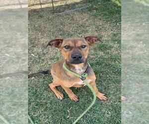 Bloodhound-Boxer Mix Dogs for adoption in Louisville, KY, USA