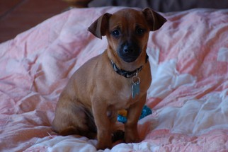 Chiweenie Dogs for adoption in Springville, NY, USA
