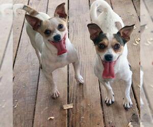 Rat-Cha Dogs for adoption in Eureka Springs, AR, USA