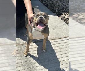 American Pit Bull Terrier Dogs for adoption in Houston, TX, USA