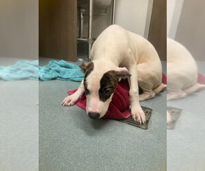 Mutt Dogs for adoption in Baytown, TX, USA