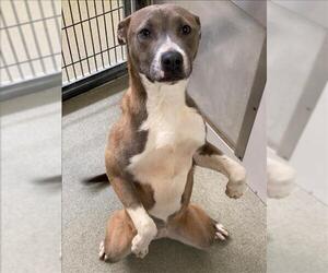 American Pit Bull Terrier Dogs for adoption in Fayetteville, NC, USA