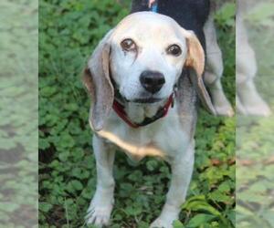 Beagle Dogs for adoption in Boonton, NJ, USA