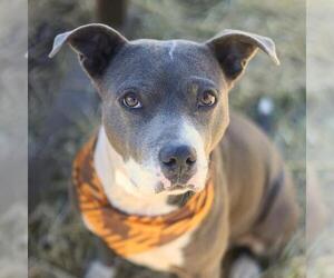 American Staffordshire Terrier-Unknown Mix Dogs for adoption in San Antonio, TX, USA
