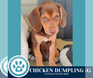 Beagle-Unknown Mix Dogs for adoption in Kimberton, PA, USA