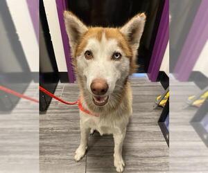 Siberian Husky Dogs for adoption in Sanford, FL, USA