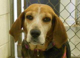 Beagle Dogs for adoption in Wahpeton, ND, USA