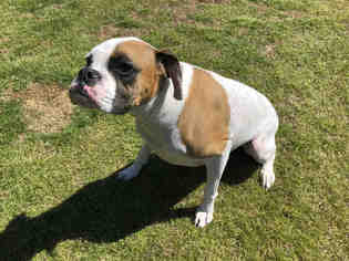 Boxer Dogs for adoption in Grovetown, GA, USA