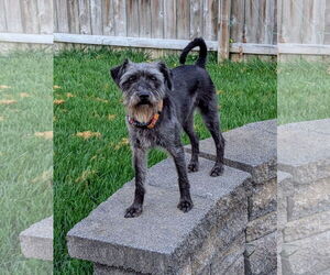 Mutt Dogs for adoption in Pacolet, SC, USA