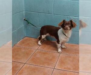Dachshund-Unknown Mix Dogs for adoption in Downey, CA, USA