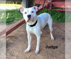 American Pit Bull Terrier Dogs for adoption in Madisonville, TN, USA