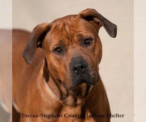 Mastiff-Unknown Mix Dogs for adoption in Toccoa, GA, USA
