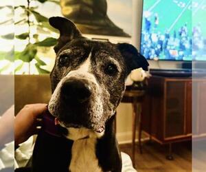 Mutt Dogs for adoption in Santa Maria, CA, USA