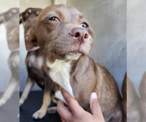 Chihuahua-Unknown Mix Dogs for adoption in San Antonio, TX, USA