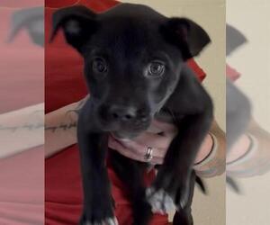 Labrador Retriever-Unknown Mix Dogs for adoption in Brewster, MA, USA