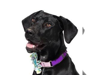 Labrador Retriever-Unknown Mix Dogs for adoption in Santa Maria, CA, USA