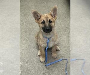 German Shepherd Dog Dogs for adoption in HESPERIA, CA, USA
