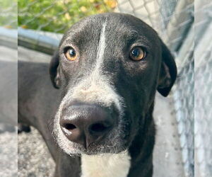 Labrador Retriever-Unknown Mix Dogs for adoption in Jefferson, WI, USA