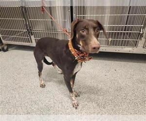 Pointer-Unknown Mix Dogs for adoption in Houston, TX, USA