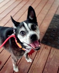 Boston Terrier-Unknown Mix Dogs for adoption in Bealeton, VA, USA