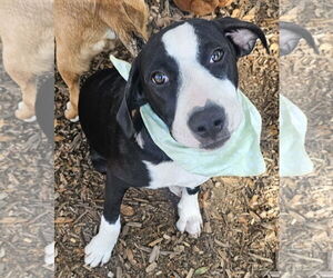 Labbe Dogs for adoption in Melrose, FL, USA