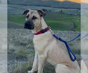 Black Mouth Cur Dogs for adoption in Pleasant Hill, CA, USA