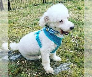 Poodle (Toy) Dogs for adoption in Hedgesville, WV, USA