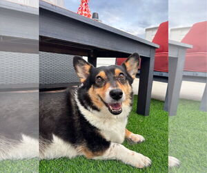 Pembroke Welsh Corgi Dogs for adoption in Denver , CO, USA