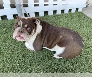 Bulldog-Unknown Mix Dogs for adoption in Modesto, CA, USA